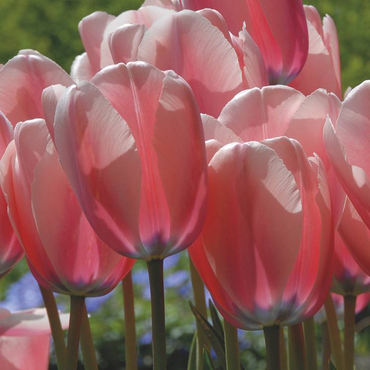 Heirloom Tulip Flower Seeds for Planting 100 - Tulip for planting in home garden